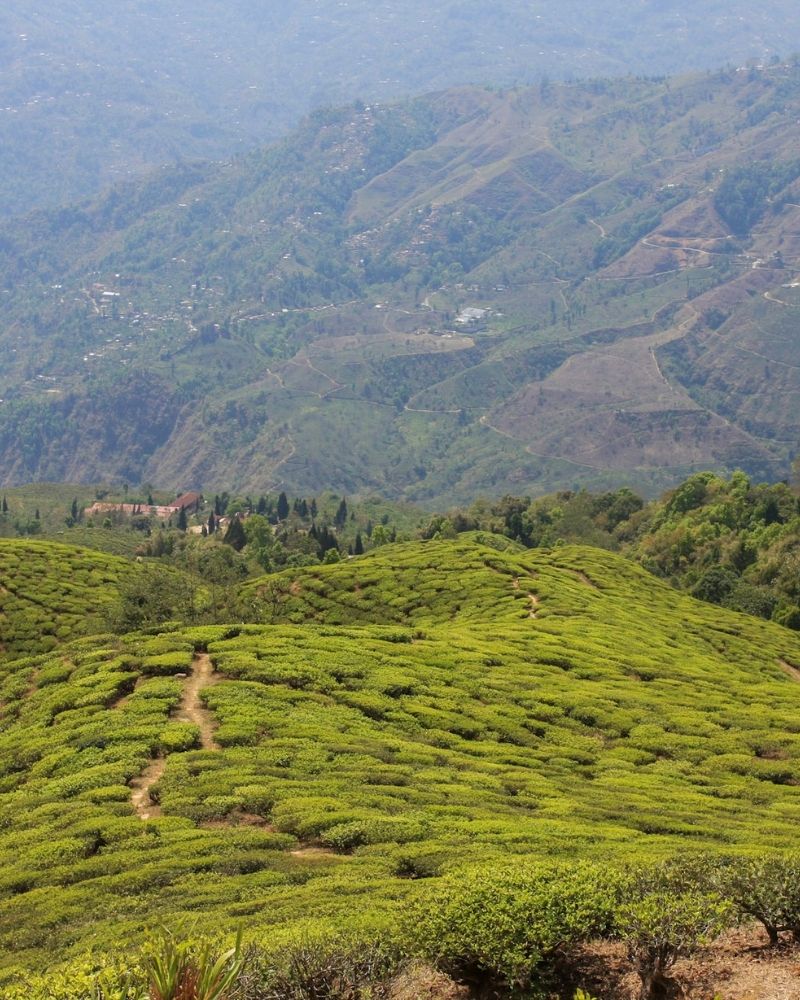 Darjeeling-Lotnicze-2026-1