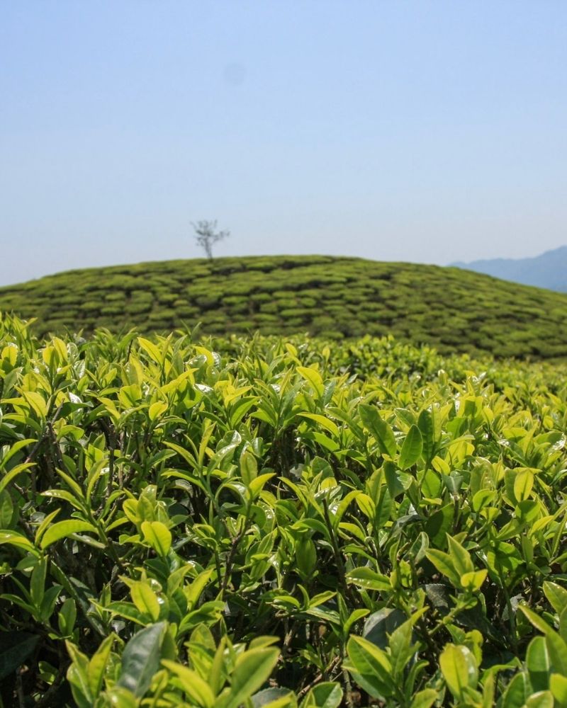 Darjeeling-Lotnicze-2026-2